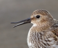 Dunlin_55463.jpg