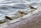 Filename=Dunlins_9078.jpg
Filesize=121KiB
Dimensions=650x452
Date added=Sep 20, 2011 Dunlins_9078.jpg