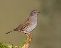 Dunnock_5D_33423.jpg