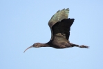 Glossy-Ibis_5D3_61657.jpg