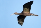 Glossy-Ibis_5D3_61662.jpg