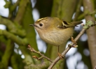 Goldcrest_88193.jpg