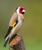 Goldfinch_28409.jpg