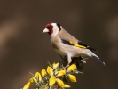 Goldfinch_5D_49614.jpg