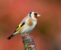 Goldfinch_64763.jpg