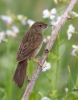 Grasshopper-Warbler_5D3_53054.jpg