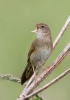 Grasshopper-Warbler_5D3_53166.jpg