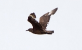 Great-Skua_29261.jpg