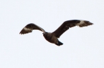 Great-Skua_29274.jpg