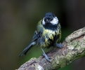 Great-Tit_5D_17441.jpg