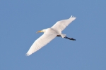 Great-White-Egret_8226.jpg