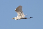 Great-White-Egret_8230.jpg