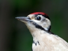 Great-spotted-Woodpecker-Juv_5D_21560a.jpg