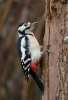 Great-spotted-Woodpecker_69236.jpg