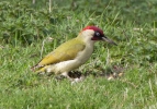Green-Woodpecker_28269.jpg