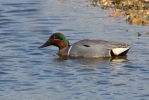 Filename=Green-winged-Teal_5D_09183.jpg
Filesize=127KiB
Dimensions=640x428
Date added=Apr 17, 2013 Green-winged-Teal_5D_09183.jpg