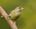 Greenfinch-Female_28330.jpg