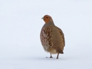 Grey-Partridge_17816.jpg