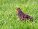 Grey-Partridge_36450.jpg