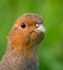 Grey-Partridge_36508.jpg