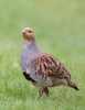 Grey-Partridge_5D_10829.jpg