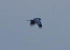 Filename=Harrier.jpg
Filesize=123KiB
Dimensions=600x425
Date added=Dec 23, 2011 Harrier.jpg