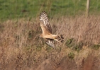 Hen-Har-Female-In-Flight_93.jpg