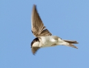 House-Martin_39249.jpg