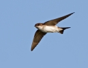 House-Martin_55743.jpg