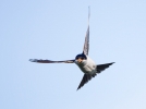 House-Martin_5D_16005.jpg