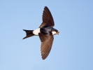 House-Martin_5D_16029.jpg