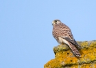 Kestrel_5D3_59787.jpg