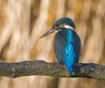 Kingfisher_68368.jpg