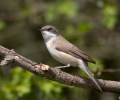 Lesser-Whitethroat_5D_11636.jpg