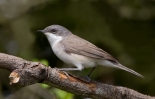 Lesser-Whitethroat_5D_11694.jpg