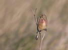 Linnet_5D3_49290.jpg