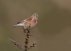 Linnet_5D3_50670.jpg