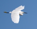 Little-Egret_64190.jpg