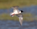 Little-Gull_38029.jpg