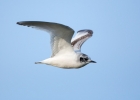 Little-Gull_5D_14490.jpg