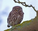 Filename=Little-Owl_30869a.jpg
Filesize=129KiB
Dimensions=600x484
Date added=May 05, 2012 Little-Owl_30869a.jpg
