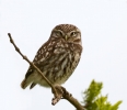 Little-Owl_36398.jpg