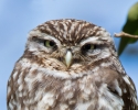 Little-Owl_5D_10715a.jpg