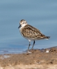 Little-Stint_5D_25297.jpg