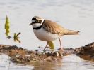 Little-ringed-Plover_28872.jpg