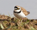 Little-ringed-Plover_28905.jpg