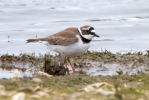 Filename=Little-ringed-Plover_30625.jpg
Filesize=122KiB
Dimensions=600x401
Date added=May 03, 2012 Little-ringed-Plover_30625.jpg