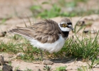 Little-ringed-Plover_5D_21479.jpg