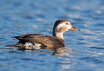 Long-tailed-Duck_5D_34292~0.jpg