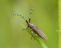 Longhorn-Beetle.jpg